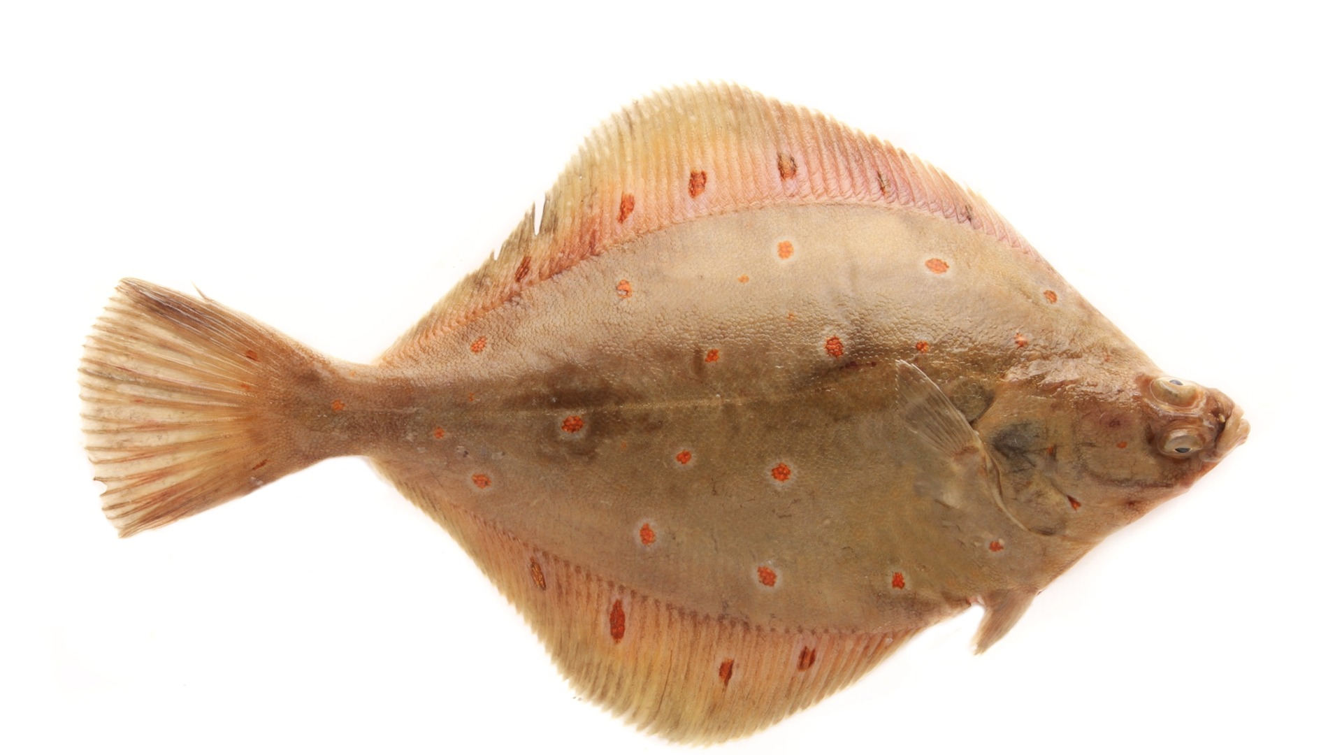 What Is Sole Fish? An Introduction to this Seafood