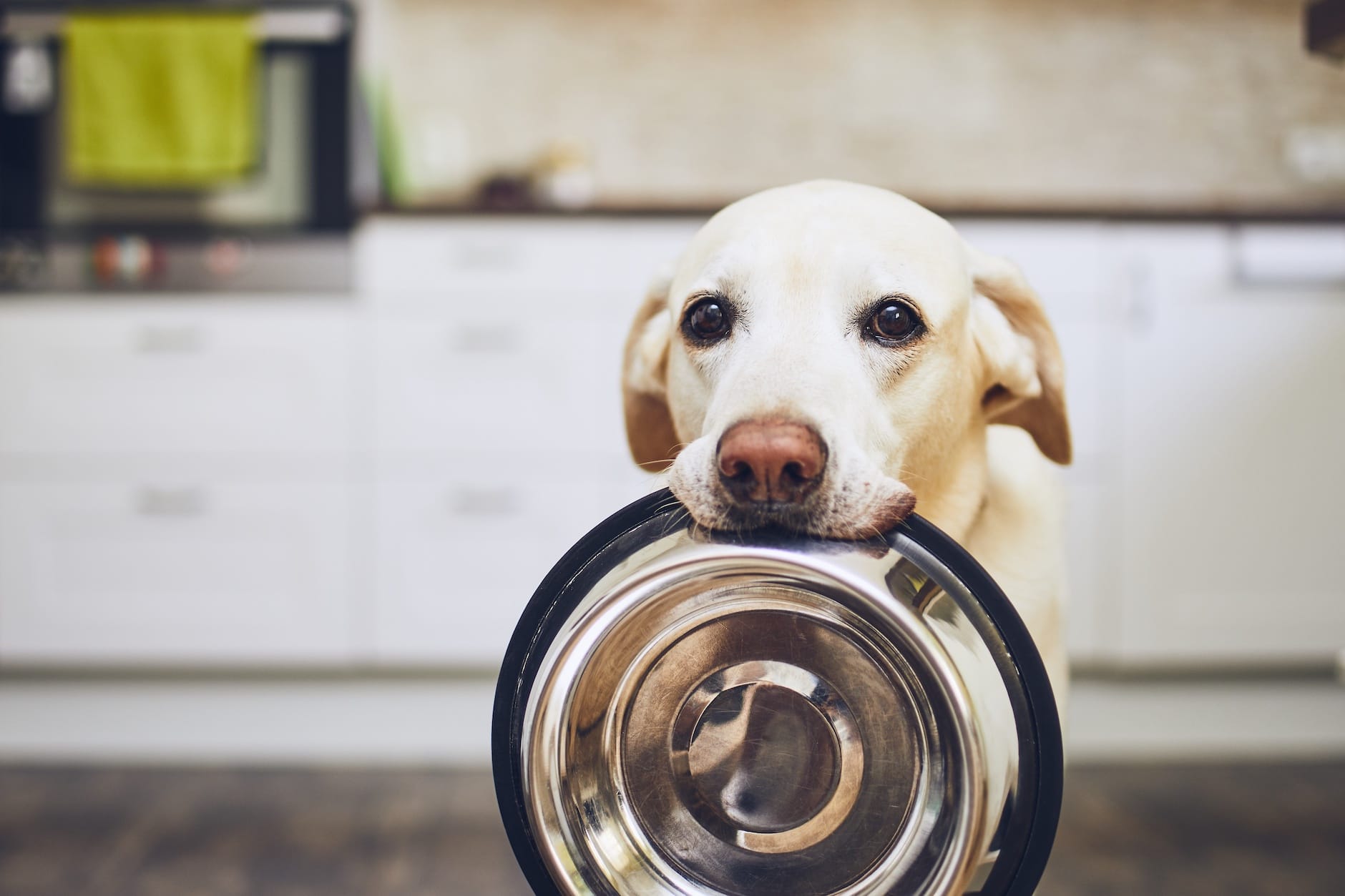 Feeding Chicken Liver to Dogs: A Nutritional Analysis