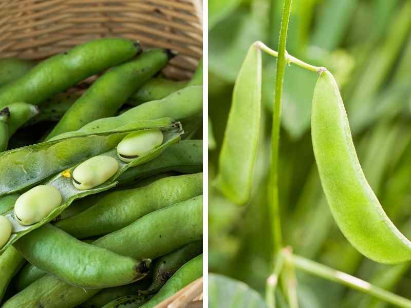 Lima Beans vs Fava Beans: Nutritional Comparison