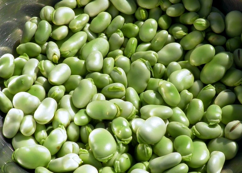 Lima Beans vs Fava Beans: Nutritional Comparison