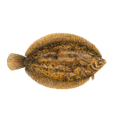 What Is Sole Fish? An Introduction to this Seafood